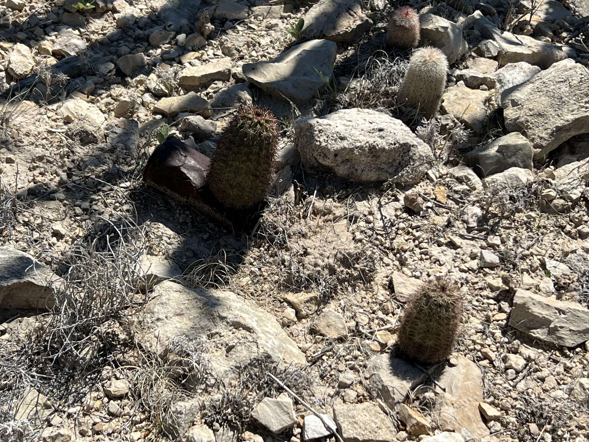 Image de Echinocereus roetteri (Engelm.) Rümpler