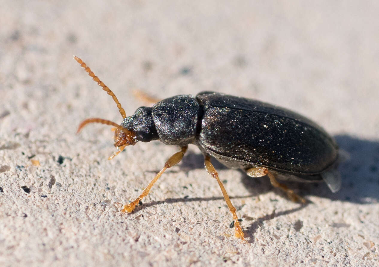 Imagem de Mycterus quadricollis Horn 1874