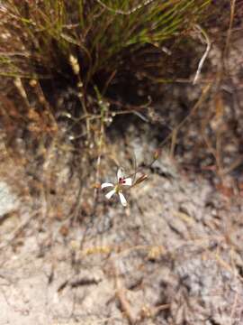 Image of Pelargonium reflexum (Andr.) Pers.