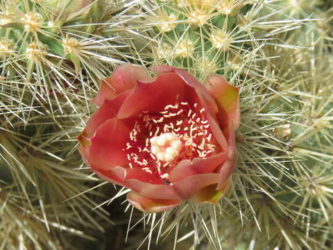 Image of Wolf's opuntia