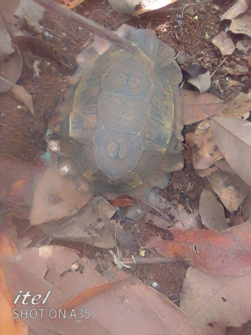 Image of Home's Hinge-back Tortoise