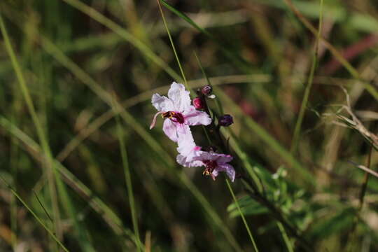 Image of Sopubia simplex (Hochst.) Hochst.