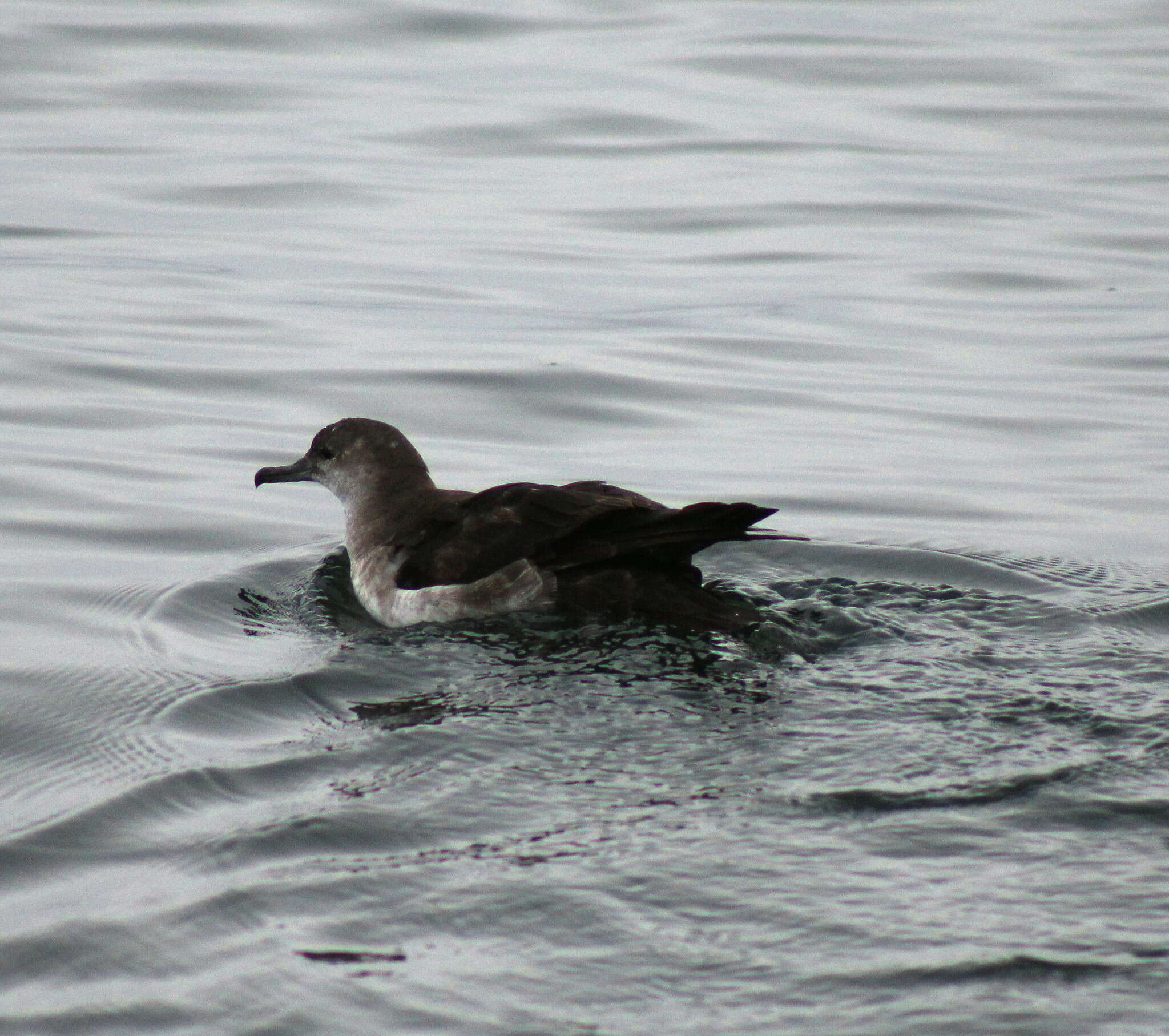 Image of Black-vented Shearwater