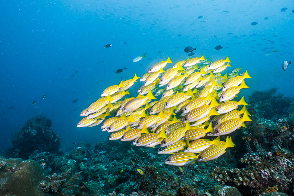 Image of Bengal snapper