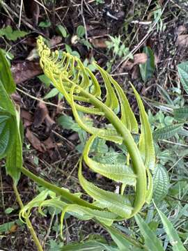 Image of Menisciopsis cyatheoides (Kaulf.) S. E. Fawc. & A. R. Sm.