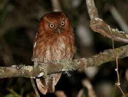 Image of Santa Marta Screech Owl