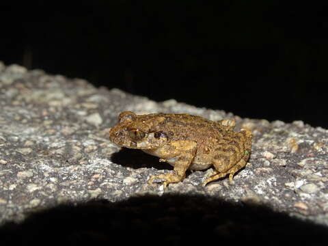 Image of Leptobrachella laui (Sung, Yang & Wang 2014)