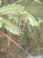 Image of Macromia illinoiensis georgina Selys 1878