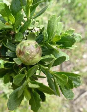 Image of Coyote Brush Bud Gall Midge