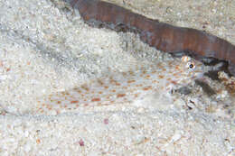 Image of Orangespotted goby