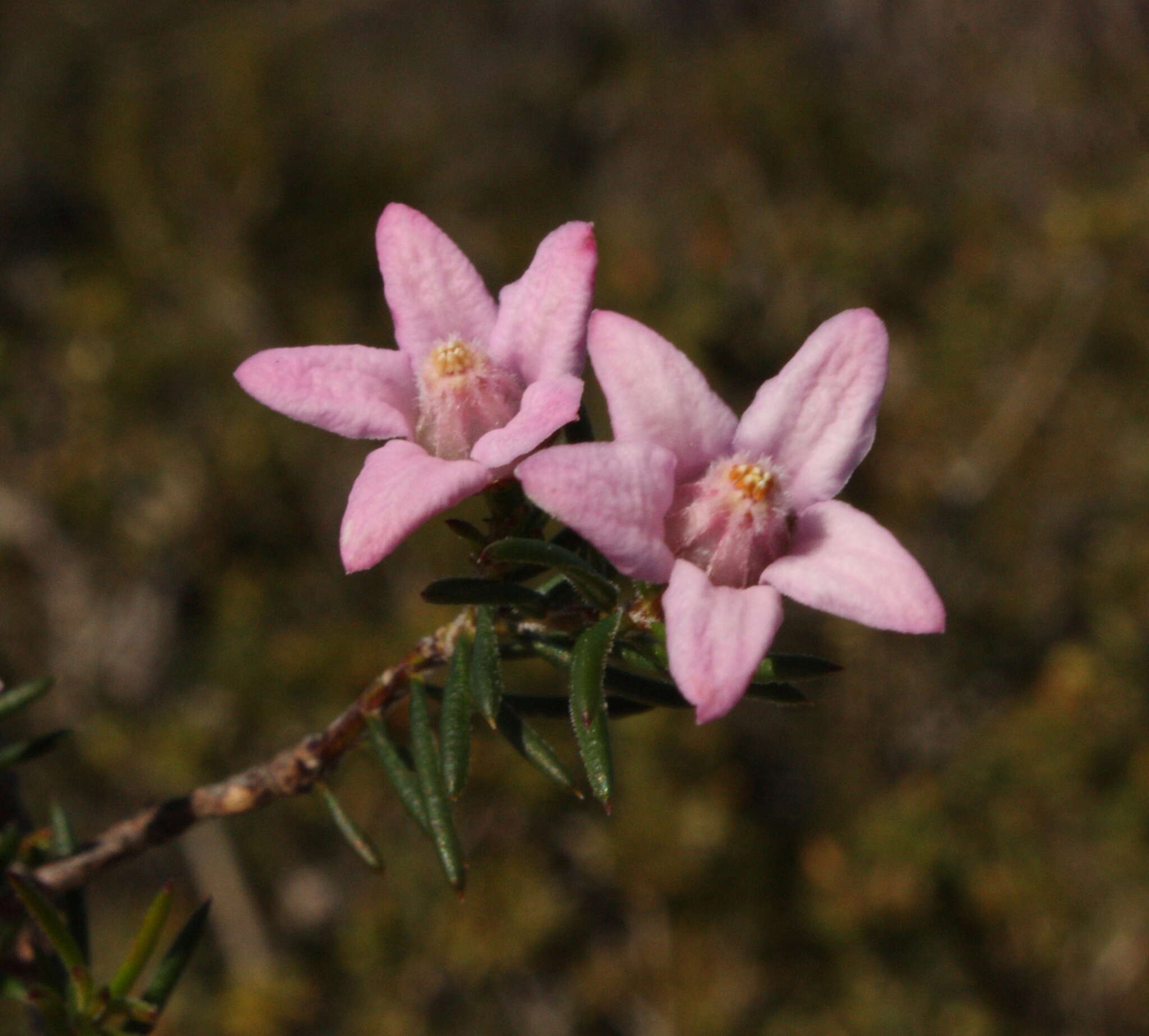 Image of Philotheca pinoides (Paul G. Wilson) Paul G. Wilson