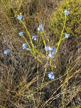 Image of Philotheca nodiflora (Lindl.) Paul G. Wilson