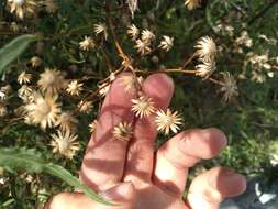 Plancia ëd Senecio brasiliensis (Spreng.) Less.