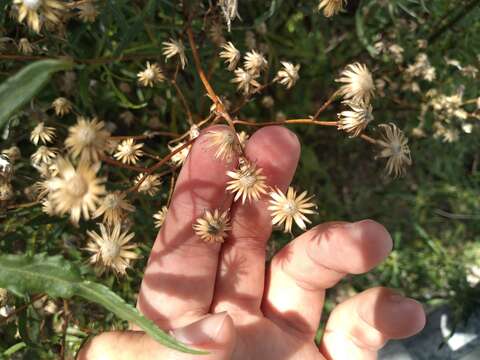 Senecio brasiliensis (Spreng.) Less.的圖片