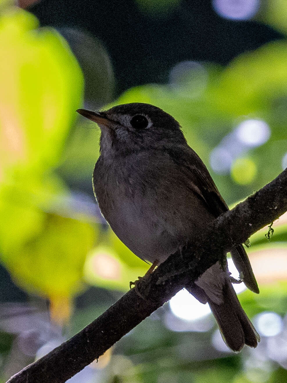 Muscicapa muttui (Layard & EL 1854) resmi