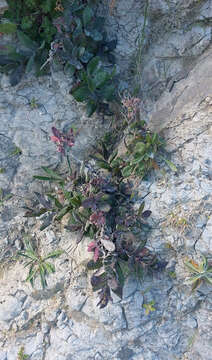 Image de Senecio banksii Hook. fil.