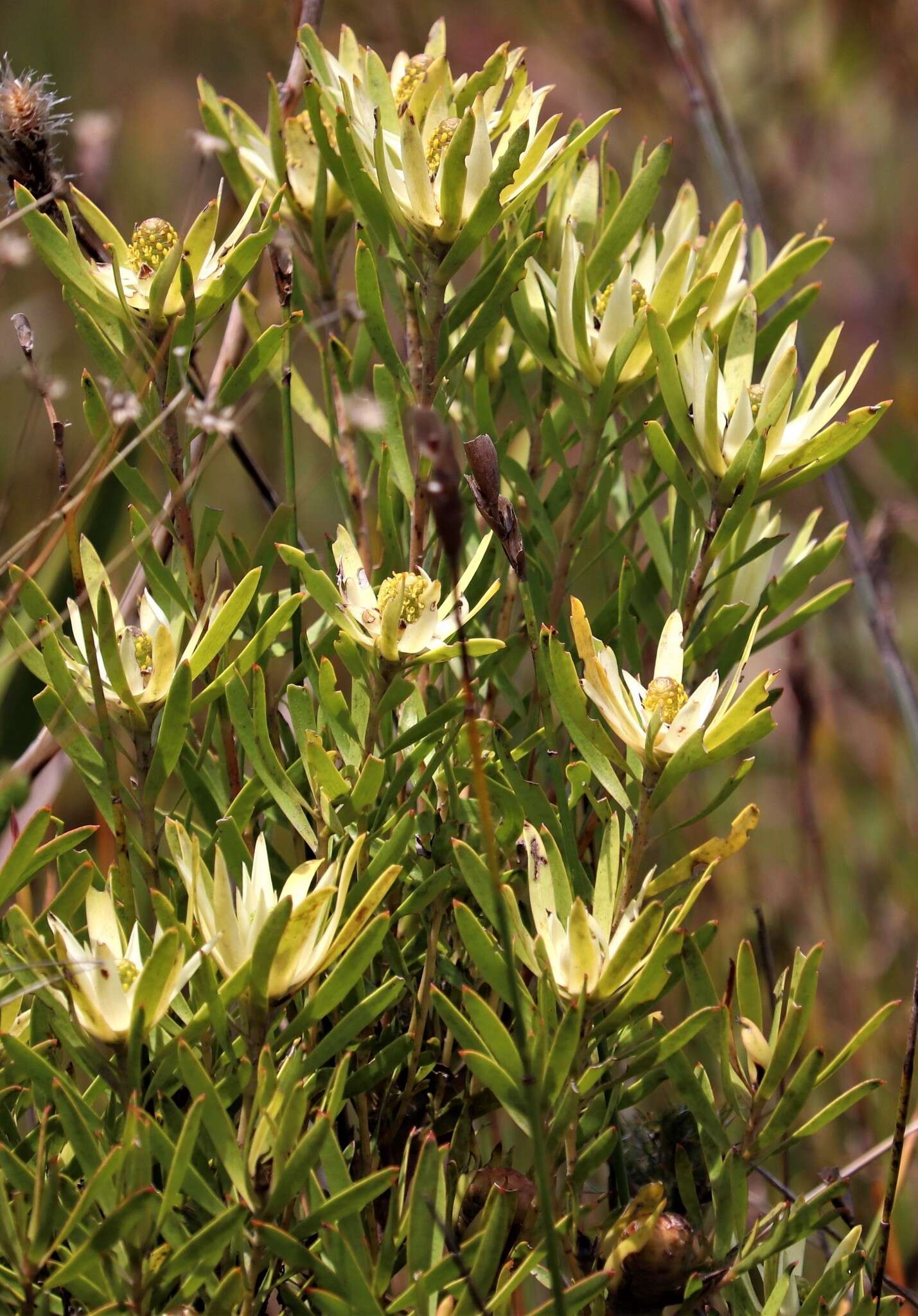 Image of Leucadendron spissifolium subsp. phillipsii (Hutch.) I. Williams