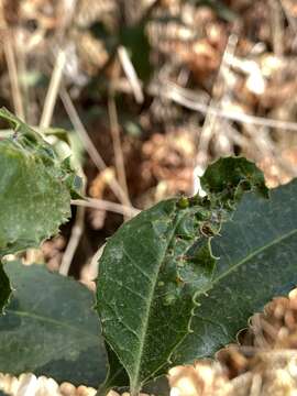 Image of Liothrips (Liothrips) ilex (Moulton 1907)