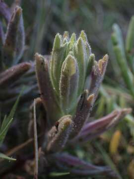 Image of Pt. Reyes bird's-beak