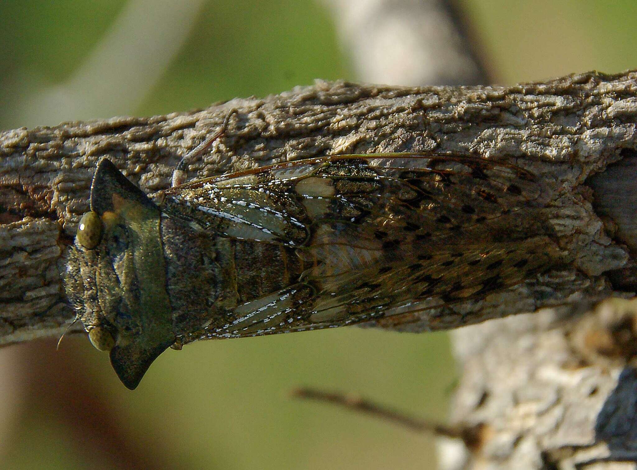 Image of Ioba leopardina (Distant 1881)