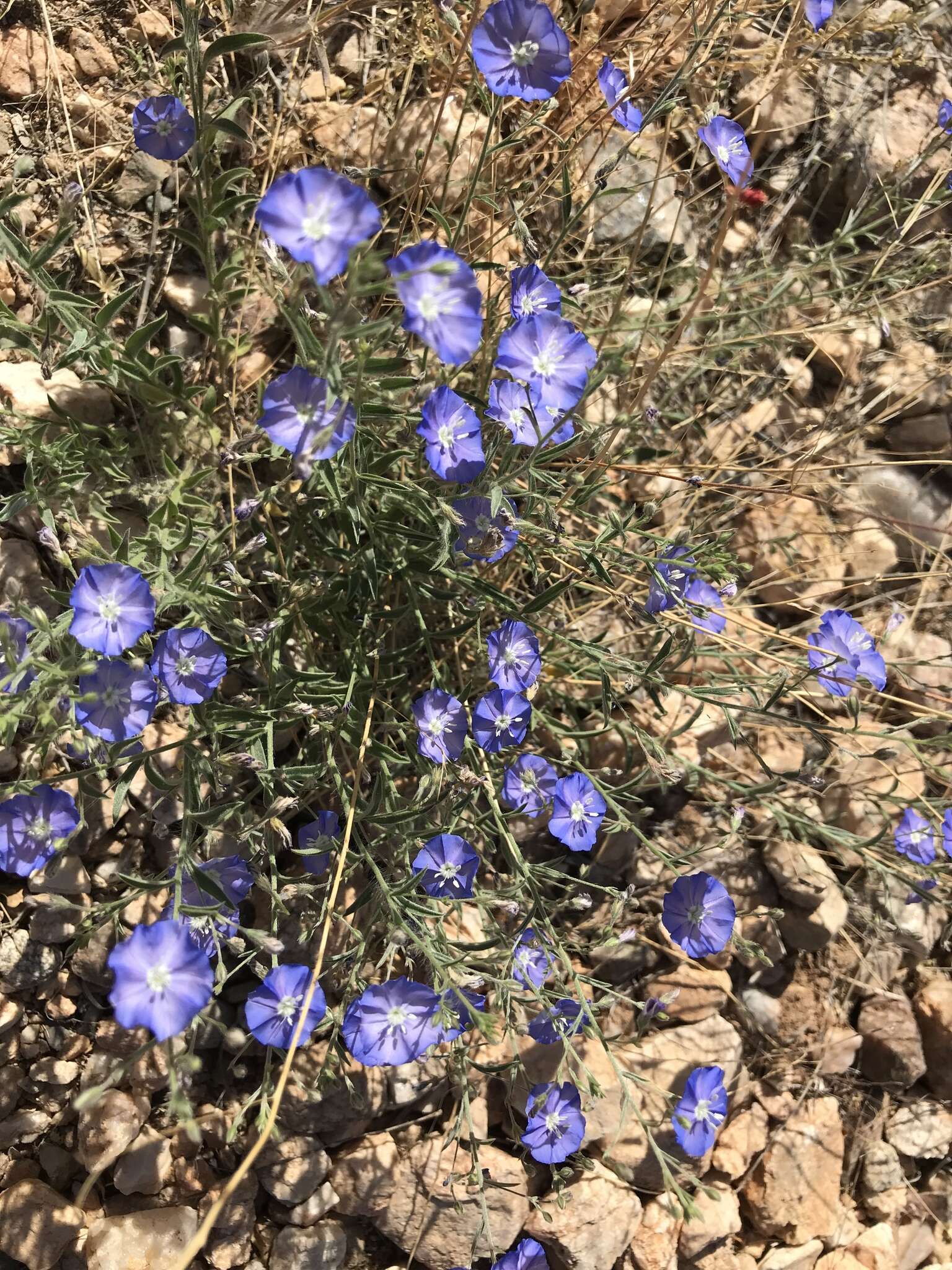 Image of wild dwarf morning-glory