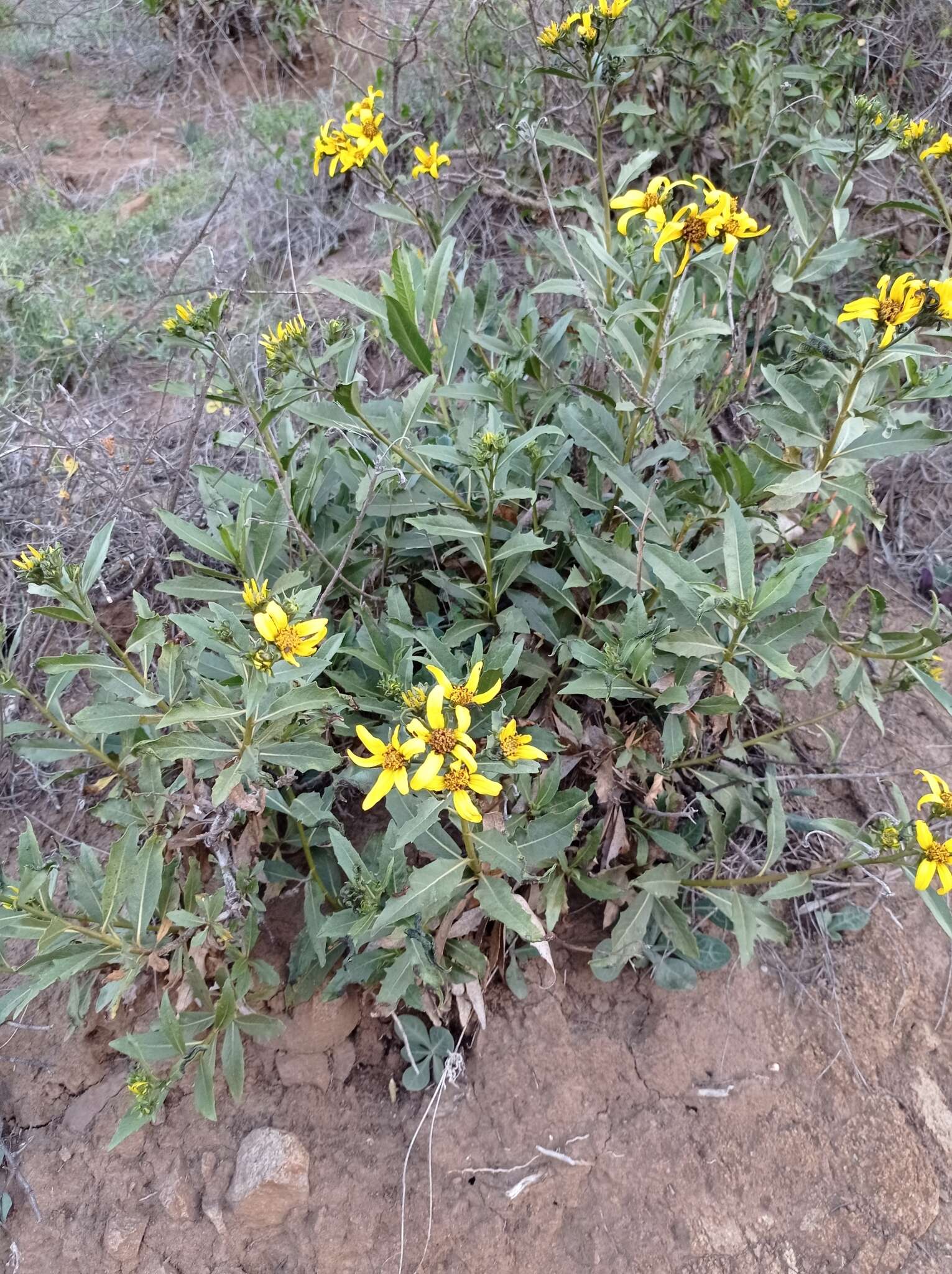 Image of Flourensia thurifera (Molina) DC.