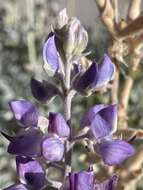 Imagem de Lupinus ludovicianus Greene