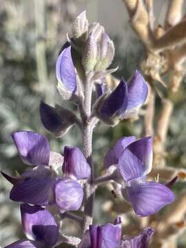 Слика од Lupinus ludovicianus Greene