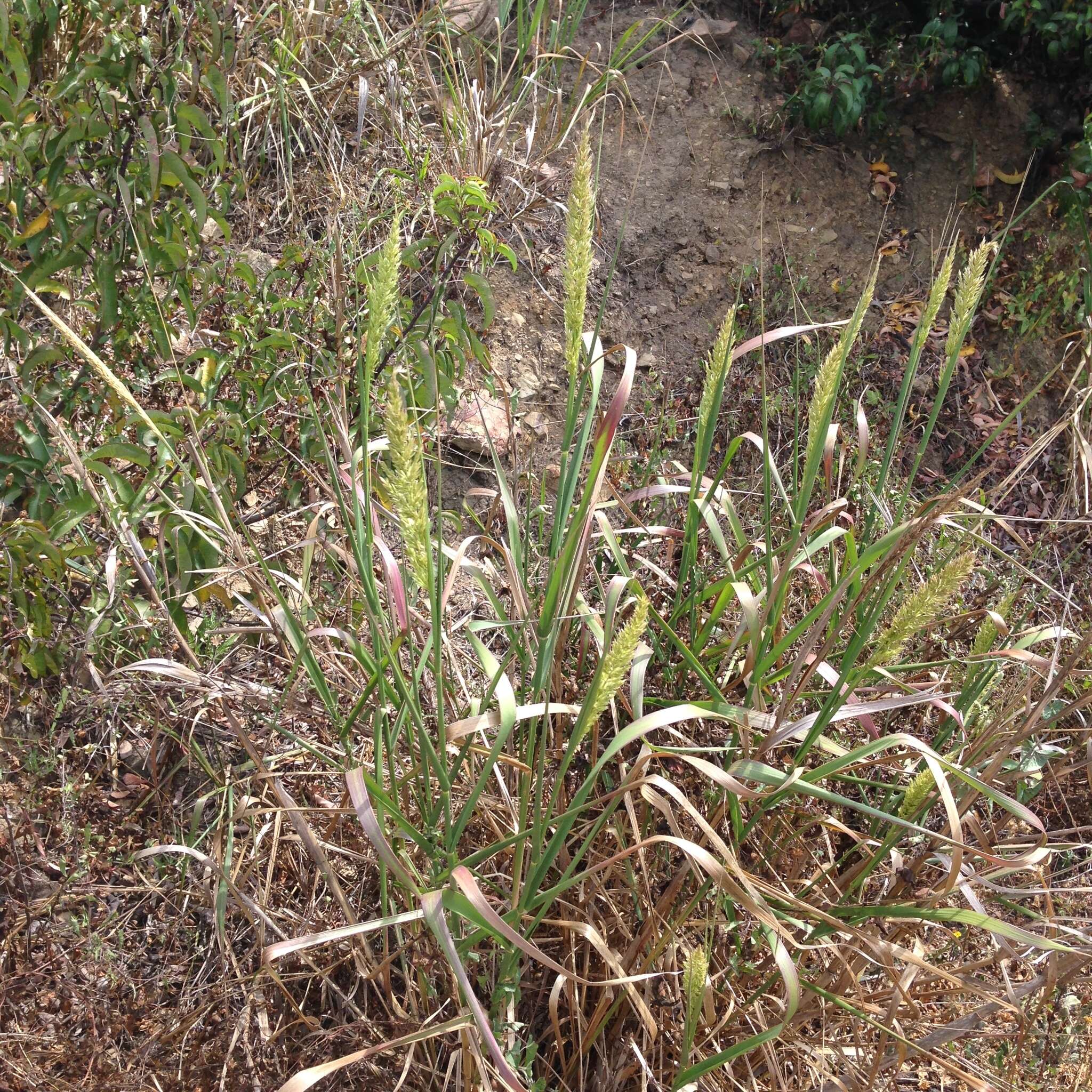 Image of giant wildrye