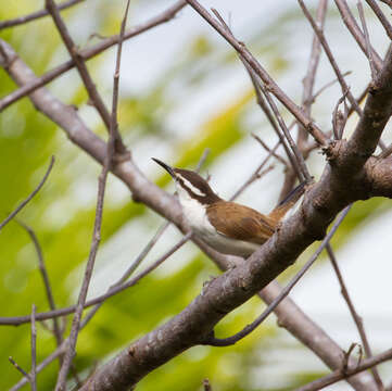 Image of Bicolored Wren