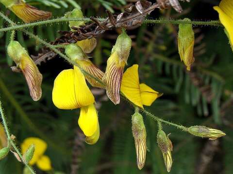 Image of Caribbean snoutbean