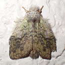 Image of Parasinga viridescens Schintlmeister 1993