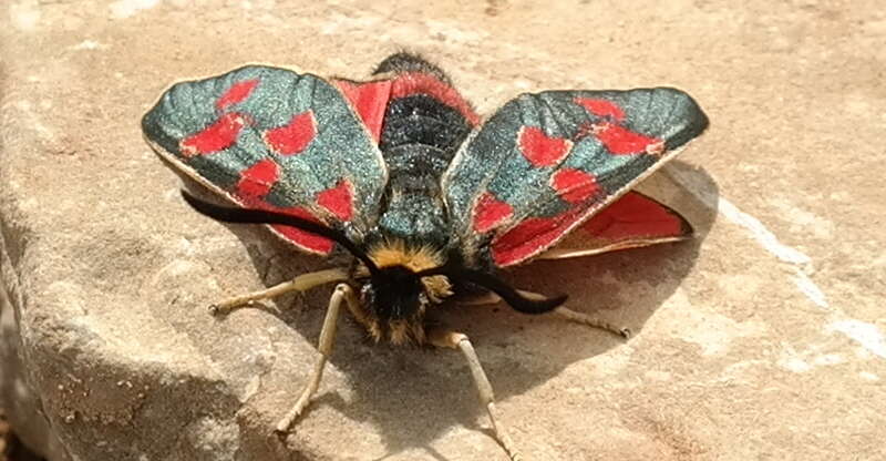 Image of Zygaena anthyllidis Boisduval 1828