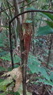 Image of Acanthosaura phuketensis Pauwels, Sumontha, Kunya, Nitikul, Samphanthamit, Wood & Grismer 2015