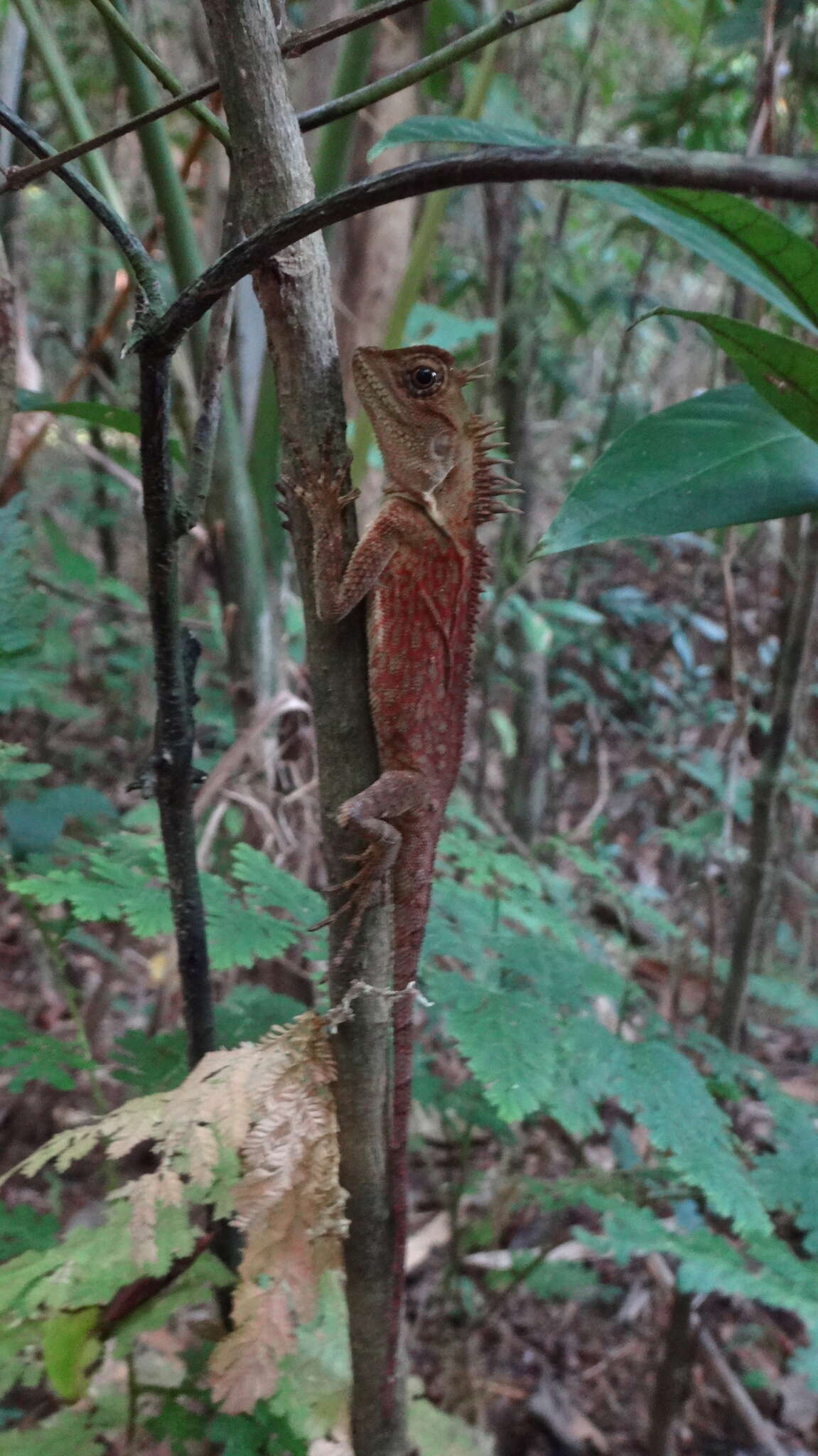 Image of Acanthosaura phuketensis Pauwels, Sumontha, Kunya, Nitikul, Samphanthamit, Wood & Grismer 2015