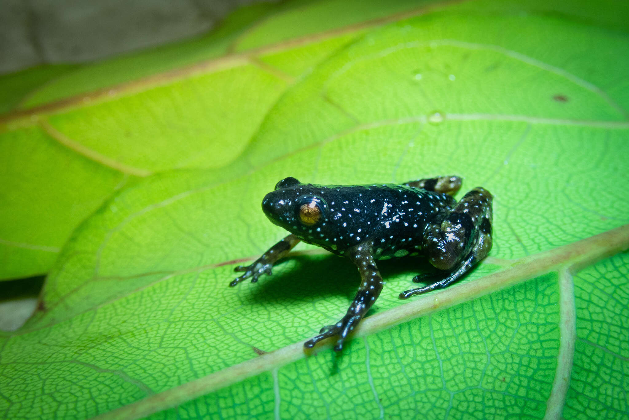 Chaperininae Peloso, Frost, Richards, Rodrigues, Donnellan, Matsui, Raxworthy, Biju & Lemmon et al. 2016的圖片