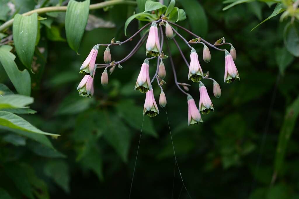 Image of Bomarea edulis (Tussac) Herb.