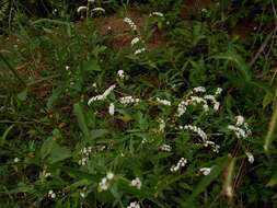 Image of Common veld heliotrope