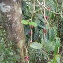 Image of Medinilla tuberosa Jumelle & Perrier ex Cordemoy