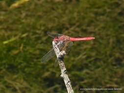 Image de Sympetrum gilvum (Selys 1884)