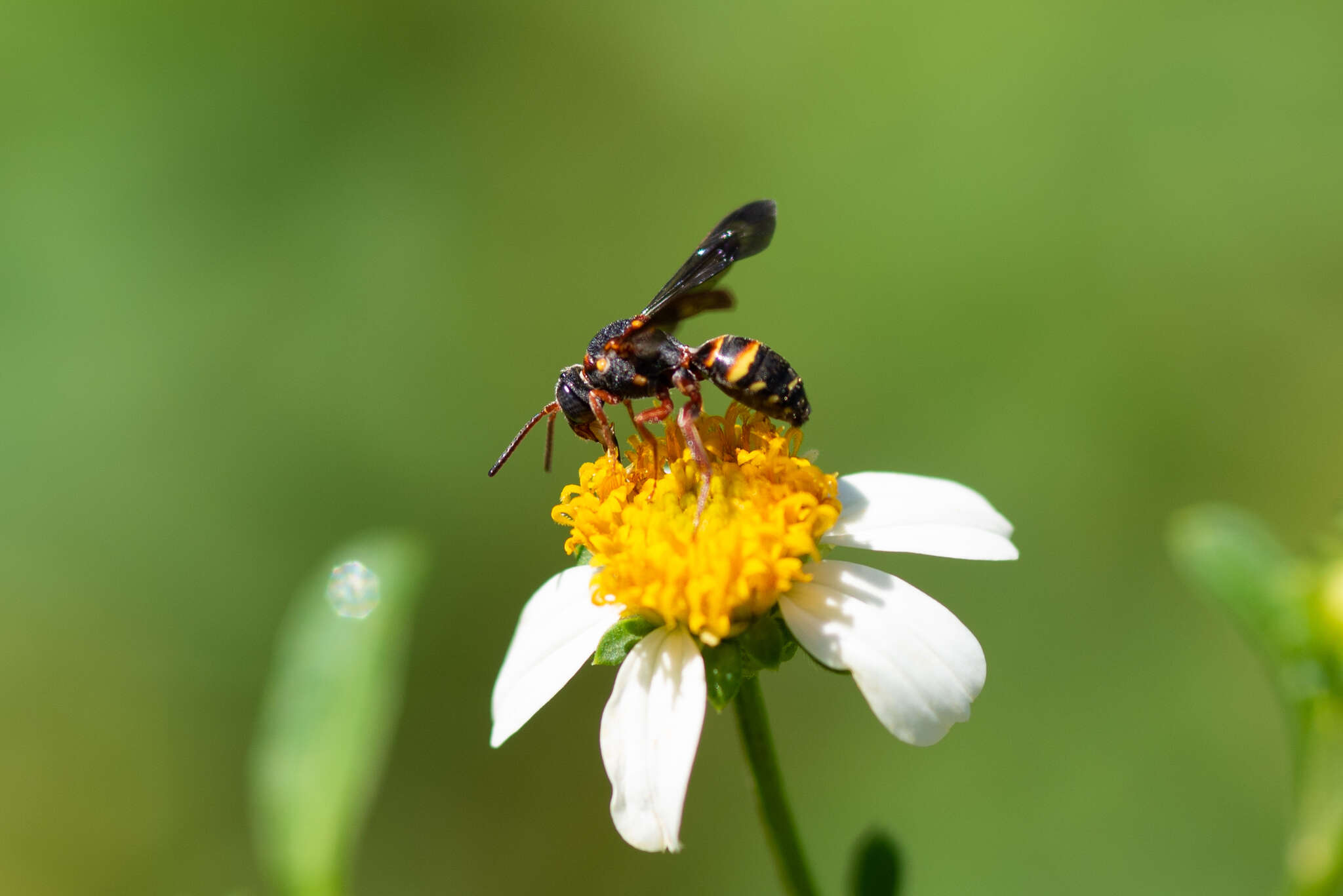 Image of Nomada fervida Smith 1854