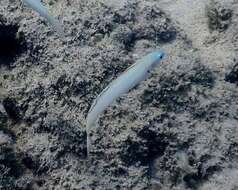 Image of Blue gudgeon