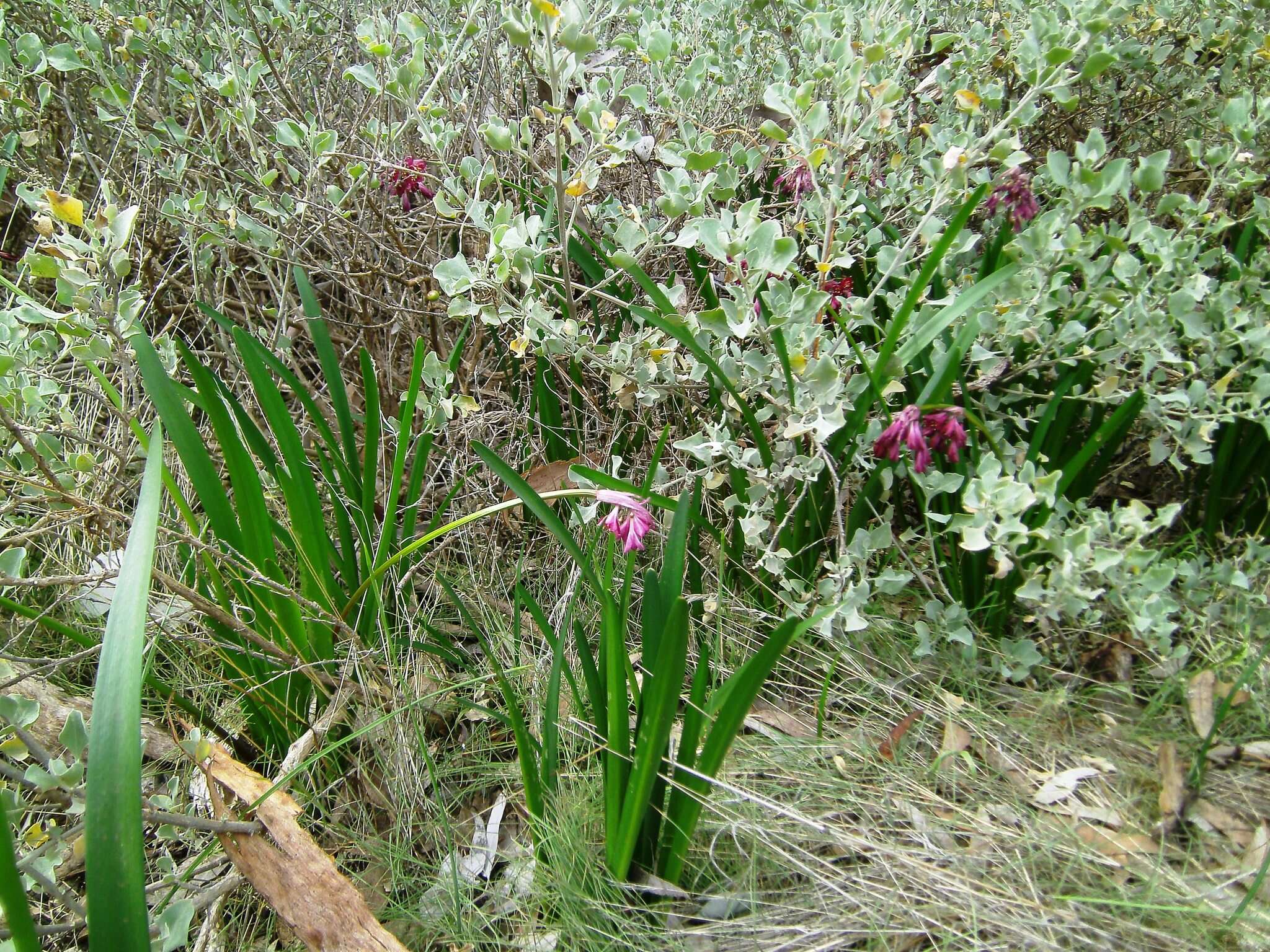 Image of Calostemma purpureum R. Br.