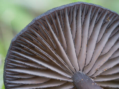 Image of Entoloma serrulatum (Fr.) Hesler 1967