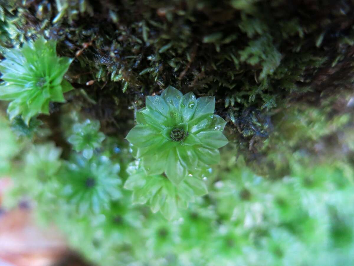 Image of Ontario rhodobryum moss