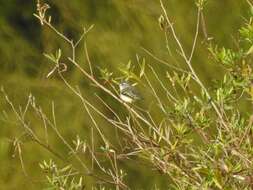 Image of Straneck's Tyrannulet