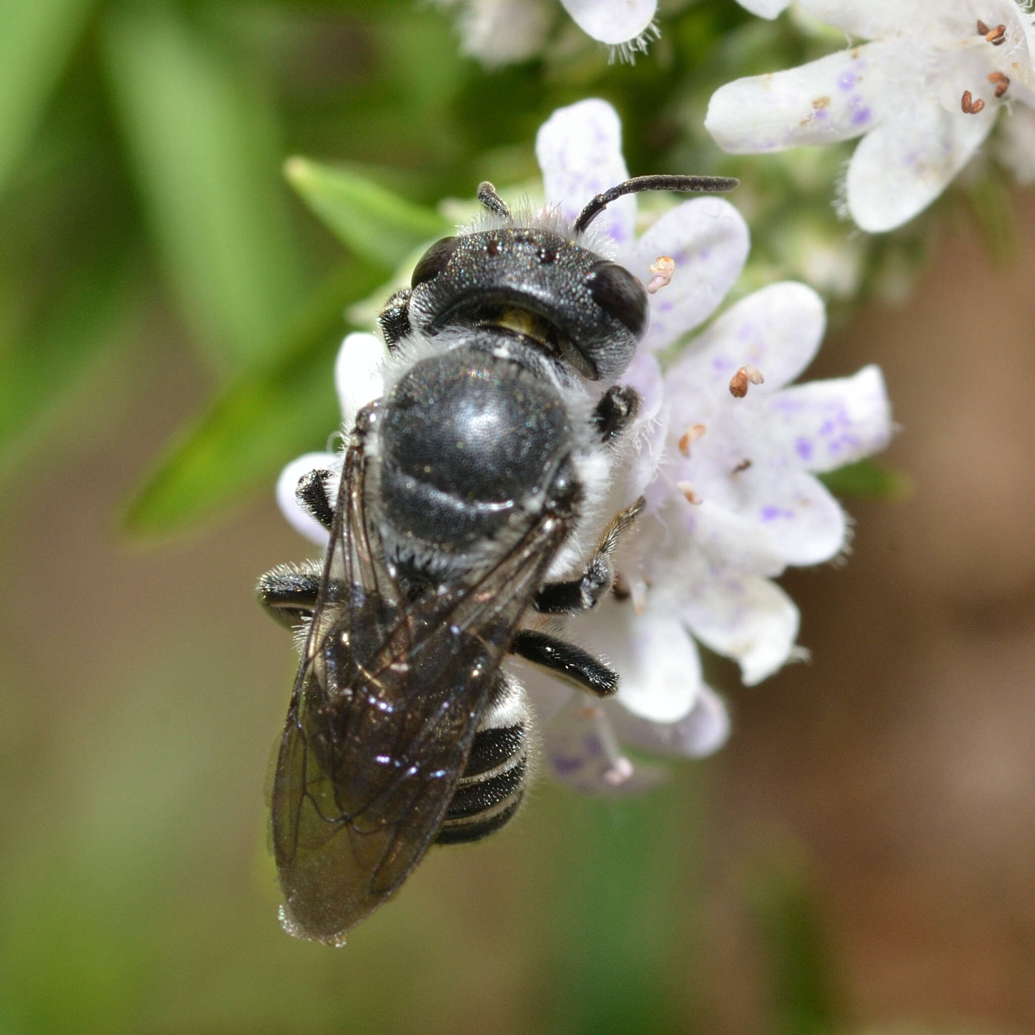 Image of Slender Resin Bee