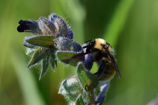 Plancia ëd Bombus distinguendus Morawitz 1869