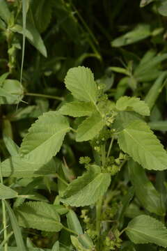 Imagem de Acalypha malabarica Müll. Arg.