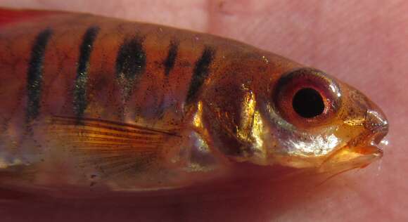 Image of African Banded Barb